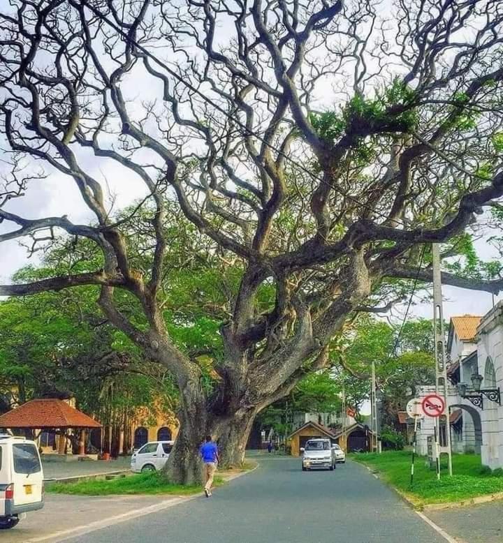 Oesis - Stylish Villa Steps From Historic Galle Fort Luaran gambar